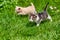 Two Kittens Walking Through the Grass