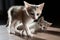 Two kittens on the wooden floor. One is lying and the other is walking closer to the camera. Curious pets.