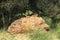 Two klipspringers Oreotragus oreotragus, also called sassa, on lying on the red rock