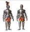 Two knight armour suits, isolated