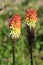 Two Kniphofia or Tritoma plants with partially dried spikes of upright brightly coloured flowers in shades of red orange and
