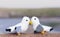 Two knitting cute little birds kissing standing on rope by the sea with blurry cliff background, Image with copy space for letter