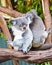 Two Koala Bears, Australia