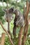 Two Koala Bears or Phascolarctos cinereus, clinging to top of tree branch with green blurred background