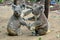 Two koalas on the ground