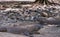 Two Komodo Dragons on alert in the wild at Komodo National Park, Indonesia