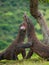 Two Komodo dragons fighting over a piece of food. Indonesia. Komodo National Park.