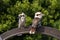 Two kookaburra`s perching on metal structure in sunshine