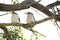 Two kookaburras sitting on a tree branch