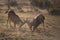 Two kudus fighting head to head with blurred background