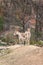 Two Kulan Equus Hemionus Kulan in zoo.