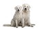 Two Kuvasz dogs, 17 months old