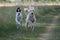 Two Kyrgyzian Sight hound Taigan dogs running on the grass