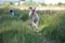 Two Kyrgyzian Sight hound Taigan dogs running on the grass