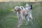 Two Kyrgyzian Sight hound Taigan dogs sitting on the green gras