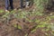 Two laborers picking olives