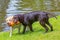 Two labrador dogs biting on orange rubber toy