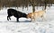 Two labrador dogs at winter