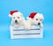 Two labrador puppie wit christmas red hat