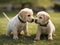 two labrador puppies sitting