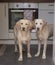 Two labrador pups standing in the doorway