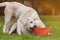 Two labrador retriever dog puppies cuddle and play together