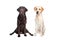 Two Labrador retrievers