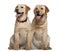 Two Labrador Retrievers sitting