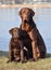 Two Labrador Retrievers in the summer