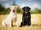 Two labradors