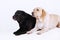 Two labradors, black and yellow