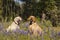 Two labradors in the flowers