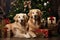 Two Labradors are lying near the Christmas tree