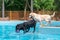 Two labradors playing in the pool