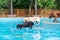 Two labradors playing in the pool
