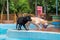 Two labradors playing in the pool