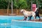 Two labradors playing in the pool