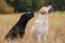 Two Labradors sitting