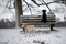 Two labradors in the snow