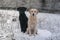 Two labradors in the snow