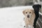 Two labradors in the snow