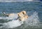 Two labradors swimming in the sea