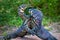 Two Lace Goannas, Australian monitor lizards fighting ferociously