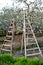 Two ladders in a blossomin apple orchard