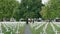 Two ladies walking pass cemetery with rose flower at each grave