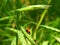 Two Lady Bugs on a Plant