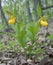 Two lady slippers