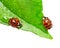 Two ladybirds on a dewy leaf isolated