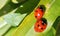 Two ladybirds or ladybugs. (Coccinellidae)