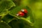 Two ladybirds mating on a leaf. Harmonia axyridis, most commonly known as the harlequin, multicolored Asian, or Asian ladybeetle